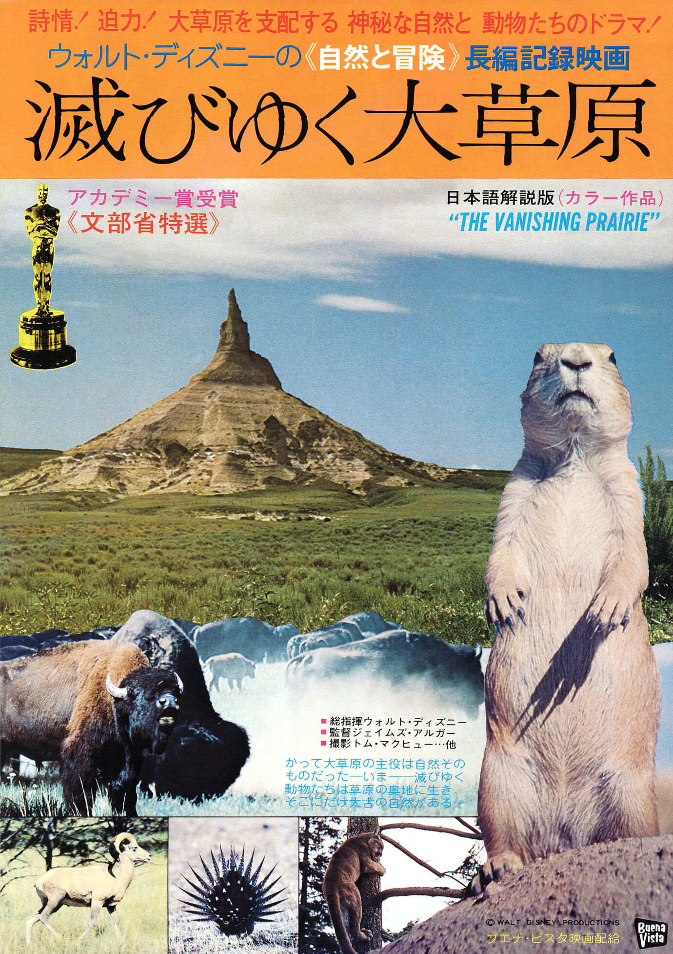 滅びゆく大草原（1954）映画チラシ　表面